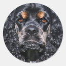 Search for cocker spaniel stickers Dog