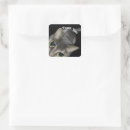 Search for curious cat stickers Pet