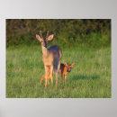 Search for white tailed deer posters Superstock