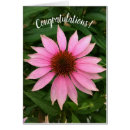 Search for coneflowers cards Floral