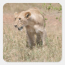 Search for walking lion stickers Africa