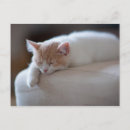 Search for tired postcards Cat