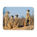 Search for animal awareness magnets Botswana