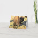 Search for bisons cards Nature