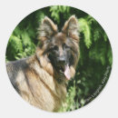 Search for long haired german shepherd stickers Alsatian