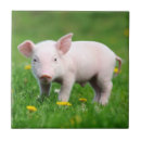 Search for easter pig Pet