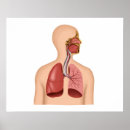 Search for respiratory system posters Body