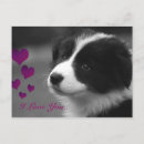 Search for border collies postcards Cute