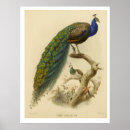 Search for indian peacock posters Vintage