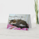 Search for coon cat cards Feline