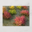 Search for wetlands postcards Photography
