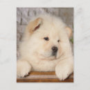 Search for chow chows postcards Puppies