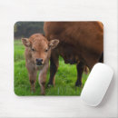 Search for herds electronics Cattle