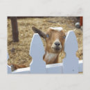 Search for pet goat postcards Farm
