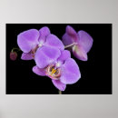 Search for budding art Bloom
