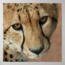 Search for cheetah cat posters Zoo