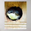 Search for swallow posters Animals