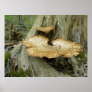 Search for tree stump posters Fungi