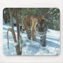 Search for siberian electronics Zoo