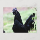 Search for fowl postcards Rooster