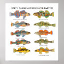 Search for darter Bass