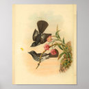 Search for fantail posters Black