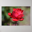 Search for romantic red rose posters Garden
