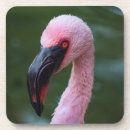 Search for flamingo photography Pink
