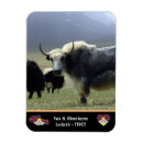 Search for nomads magnets Travel
