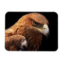 Search for isolate magnets Animal