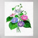 Search for glories art Morning glory