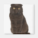 Search for folded magnets Cute