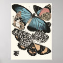 Search for vintage insect posters Moth
