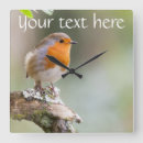 Search for robin clocks Nature