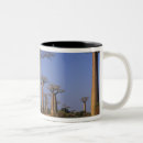Search for morondava Baobab avenue