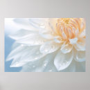 Search for chrysanthemums posters Nature