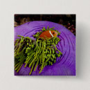 Search for anemone badges Clownfish