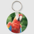 Search for scarlet a key rings Macaw