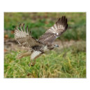 Search for red tail hawk art Wildlife