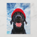 Search for labrador postcards Cute dog