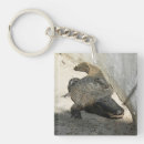 Search for alligator key rings Florida