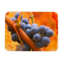 Search for ripe magnets Grape