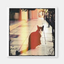 Search for cat magnets Summer