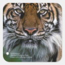 Search for sumatran photography Cat