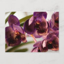 Search for flower group postcards Floral