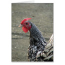 Search for sebright bantam Chicken