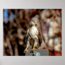Search for red tailed hawk posters Raptor