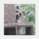 Search for shy magnets Nature