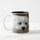Search for maltese mugs Bichon