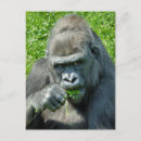 Search for funny gorilla postcards Wild animals